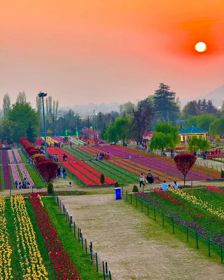 Tulip festival in kashmir 3 night/ 4 days package